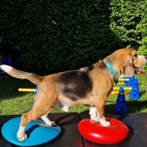 gymnastic, flexio, hunde massage